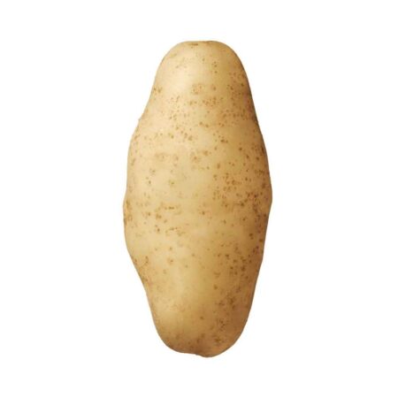 Ivory Russet